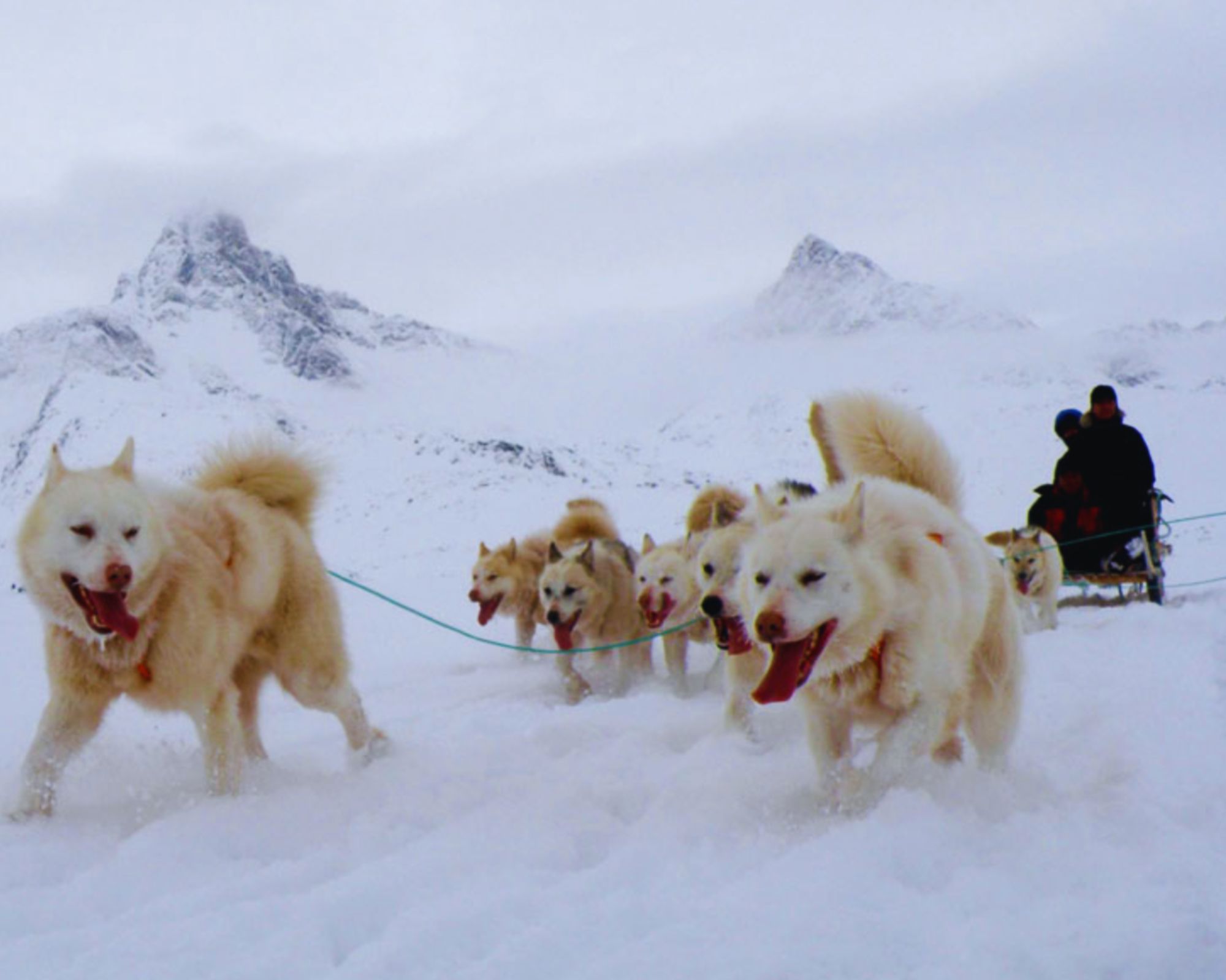 Glide through snowy valleys led by huskies.
